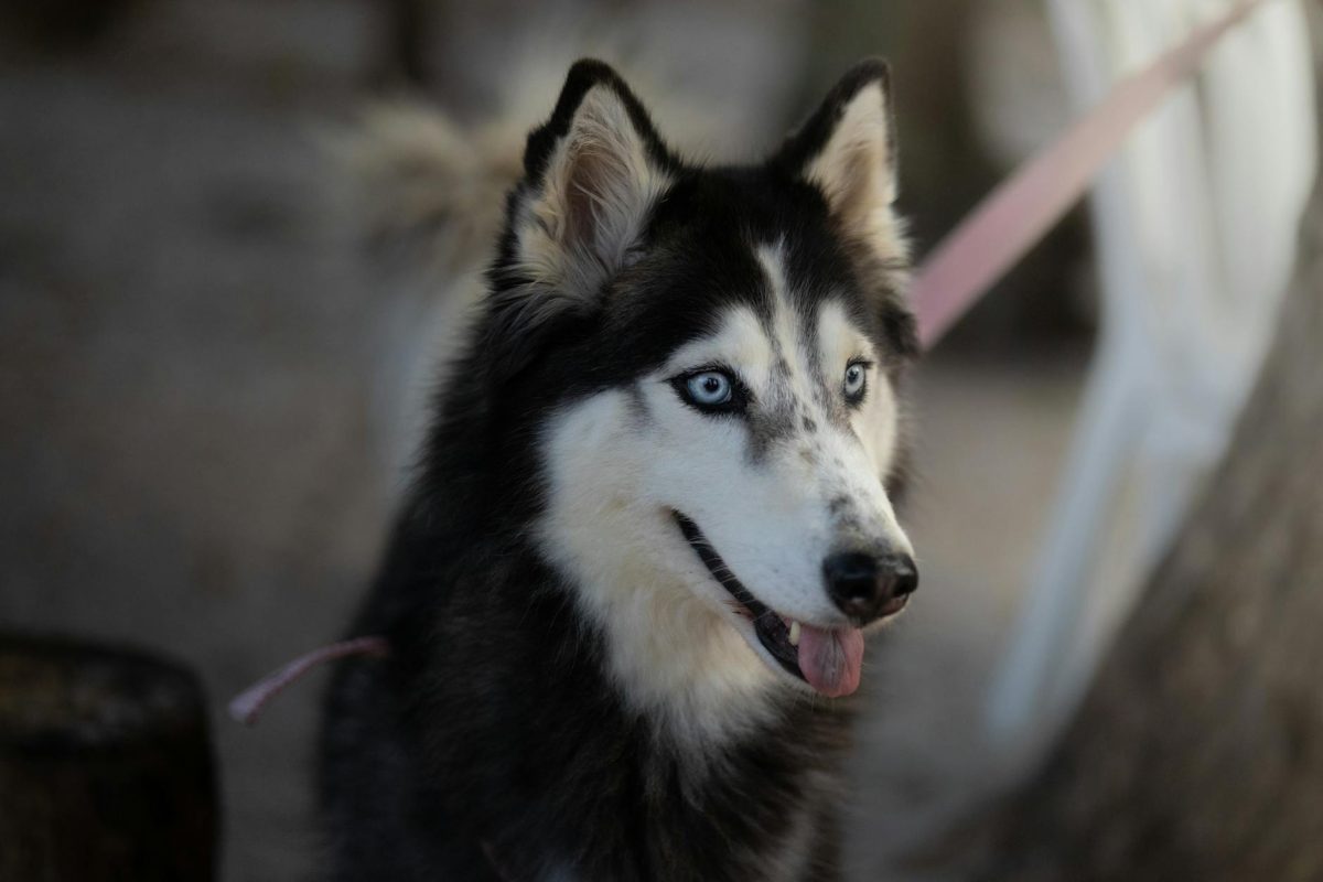Portrait of a Siberian Husky with striking blue eyes, captured outdoors with a blurred background.