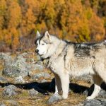 Majestic Siberian Husky standing in a rocky autumn forest, surrounded by vibrant foliage.