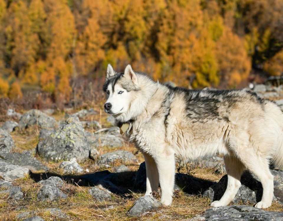 Majestic Siberian Husky standing in a rocky autumn forest, surrounded by vibrant foliage.