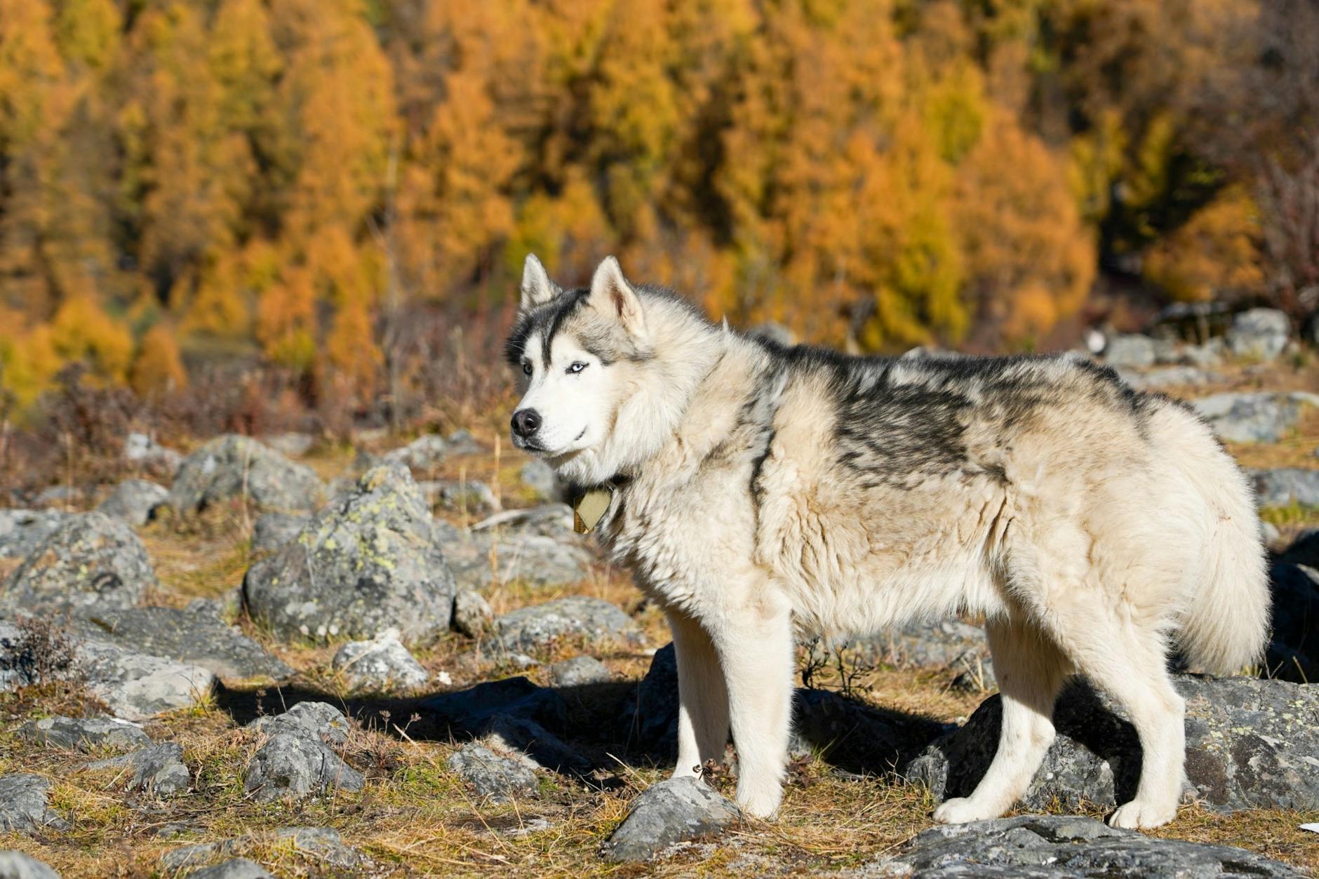 Majestic Siberian Husky standing in a rocky autumn forest, surrounded by vibrant foliage.