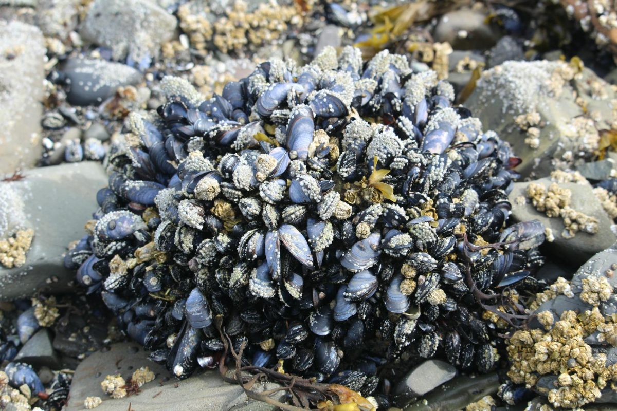 Close-up of mussels and barnacles on rocky coastline in Alaska.