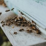 Close-up of bees entering and exiting a hive, showcasing insect interaction.