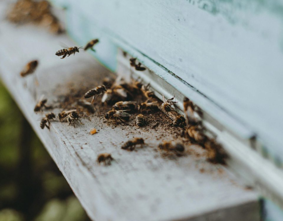 Close-up of bees entering and exiting a hive, showcasing insect interaction.