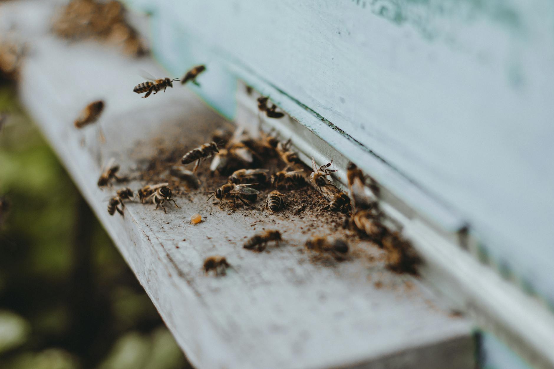 Close-up of bees entering and exiting a hive, showcasing insect interaction.