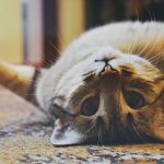 Cute domestic cat lying upside down on a carpet with whiskers showing, looking playful and relaxed.