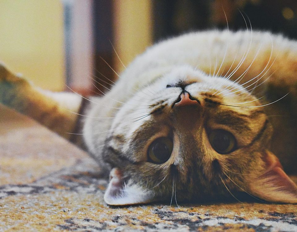 Cute domestic cat lying upside down on a carpet with whiskers showing, looking playful and relaxed.