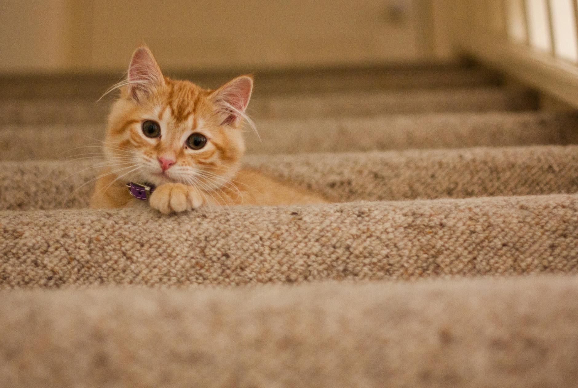Cute orange kitten with a collar lying on carpeted stairs, looking at the camera.