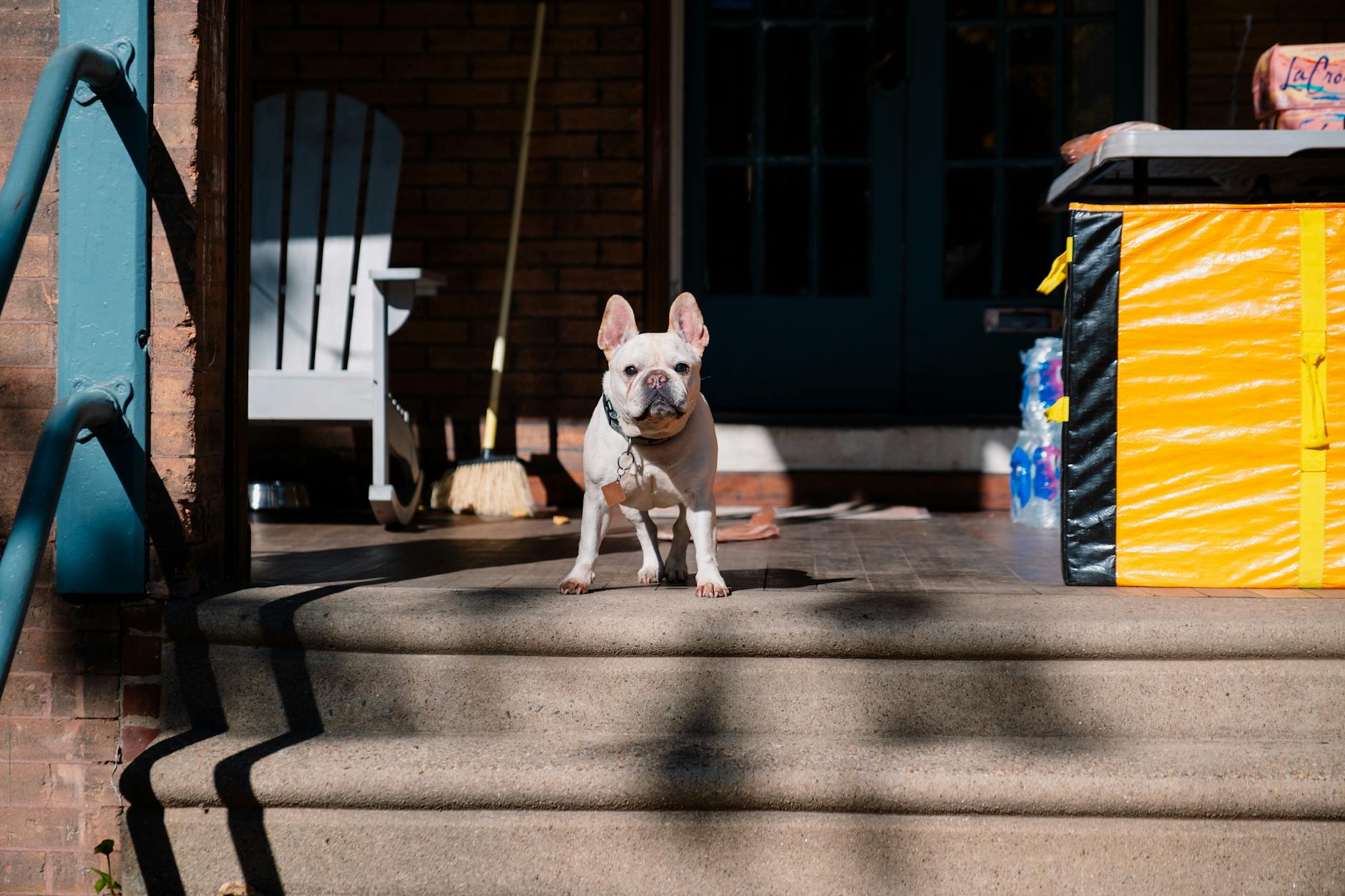 French Bulldog standing on porch steps, sunlight casting shadows, showcasing its curiosity and presence.